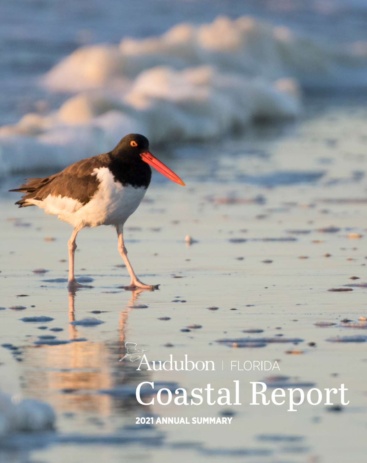 American Oystercatcher standing near the waves